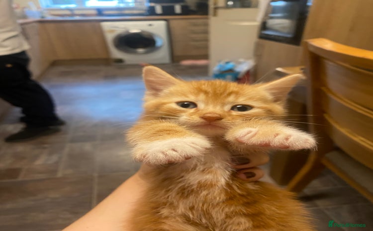 Mixed Breed cats - Advert 2