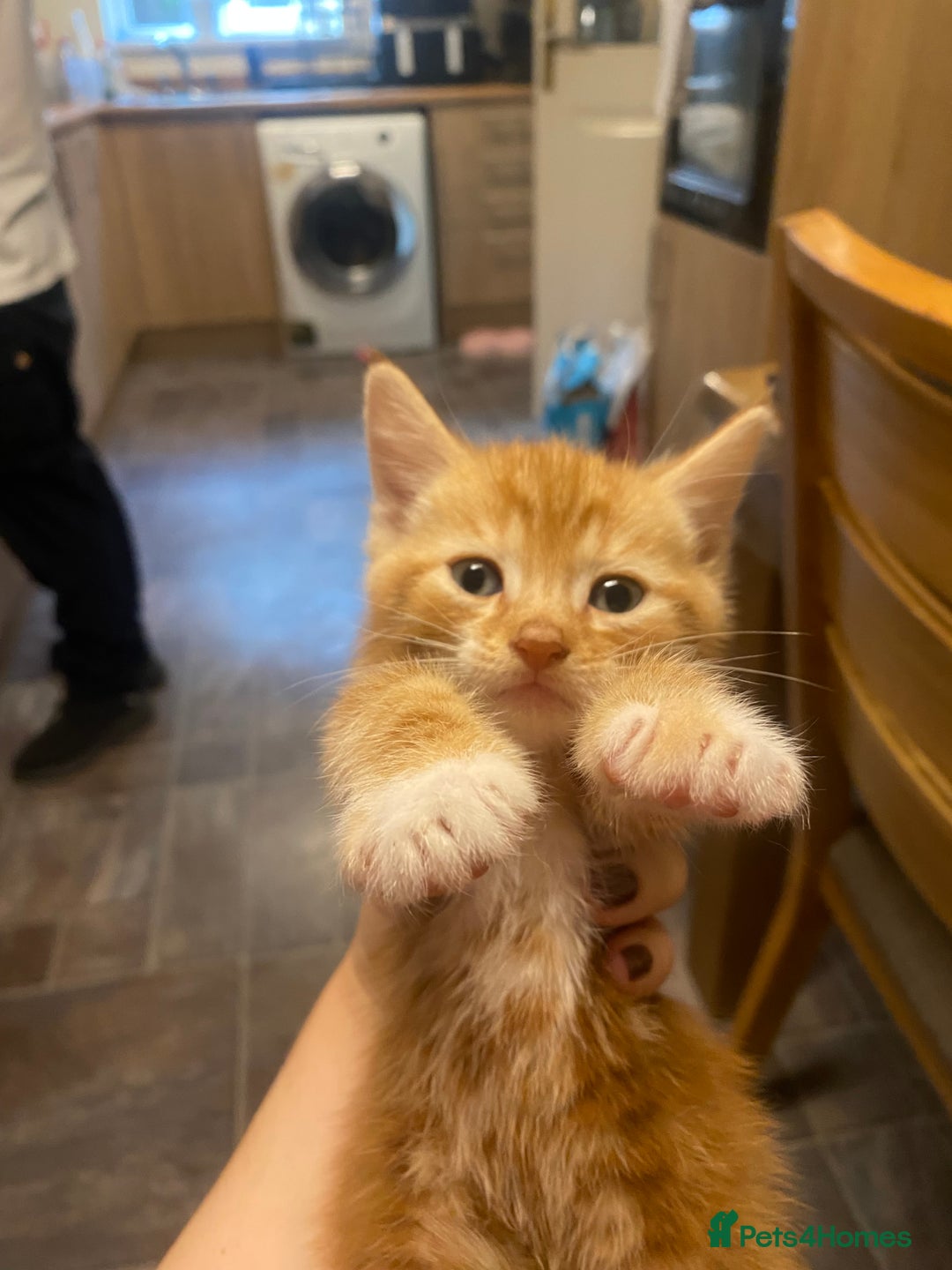 Mixed Breed cats for sale: Kittens for sale  - Image 1
