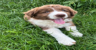 Border Collie dogs - Advert 4