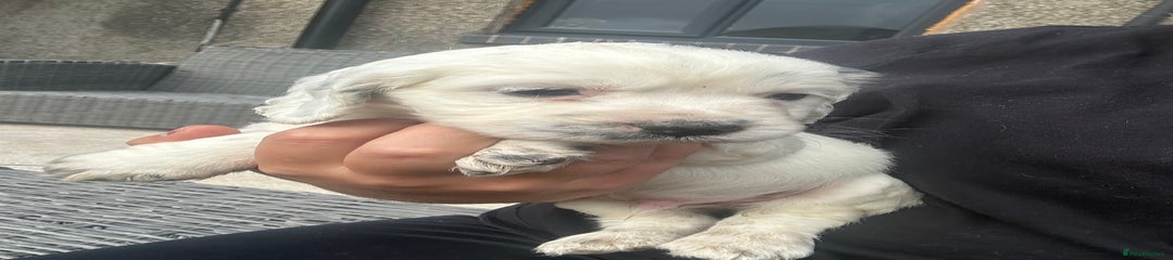 White dog with black patch