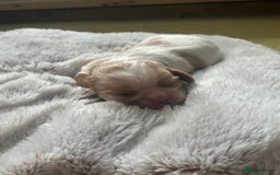Cavalier King Charles Spaniel dogs for sale: Pugalier Pups ready for their new home!  - Image 13