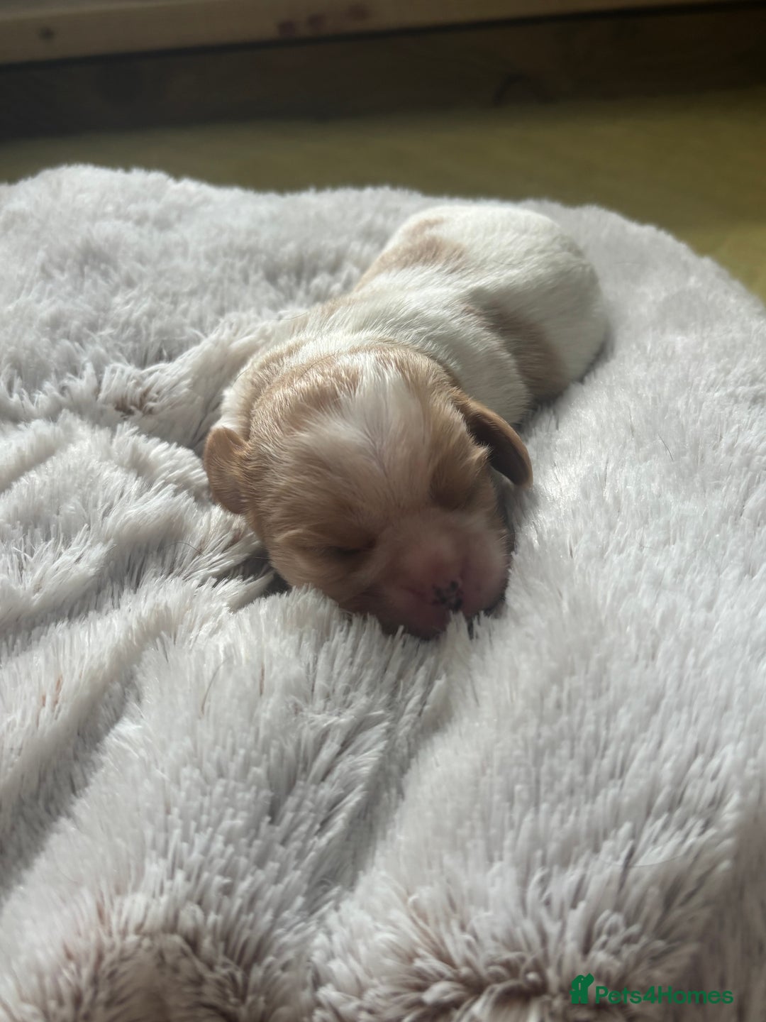 Cavalier King Charles Spaniel dogs for sale: Pugalier Pups ready for their new home!  - Image 13
