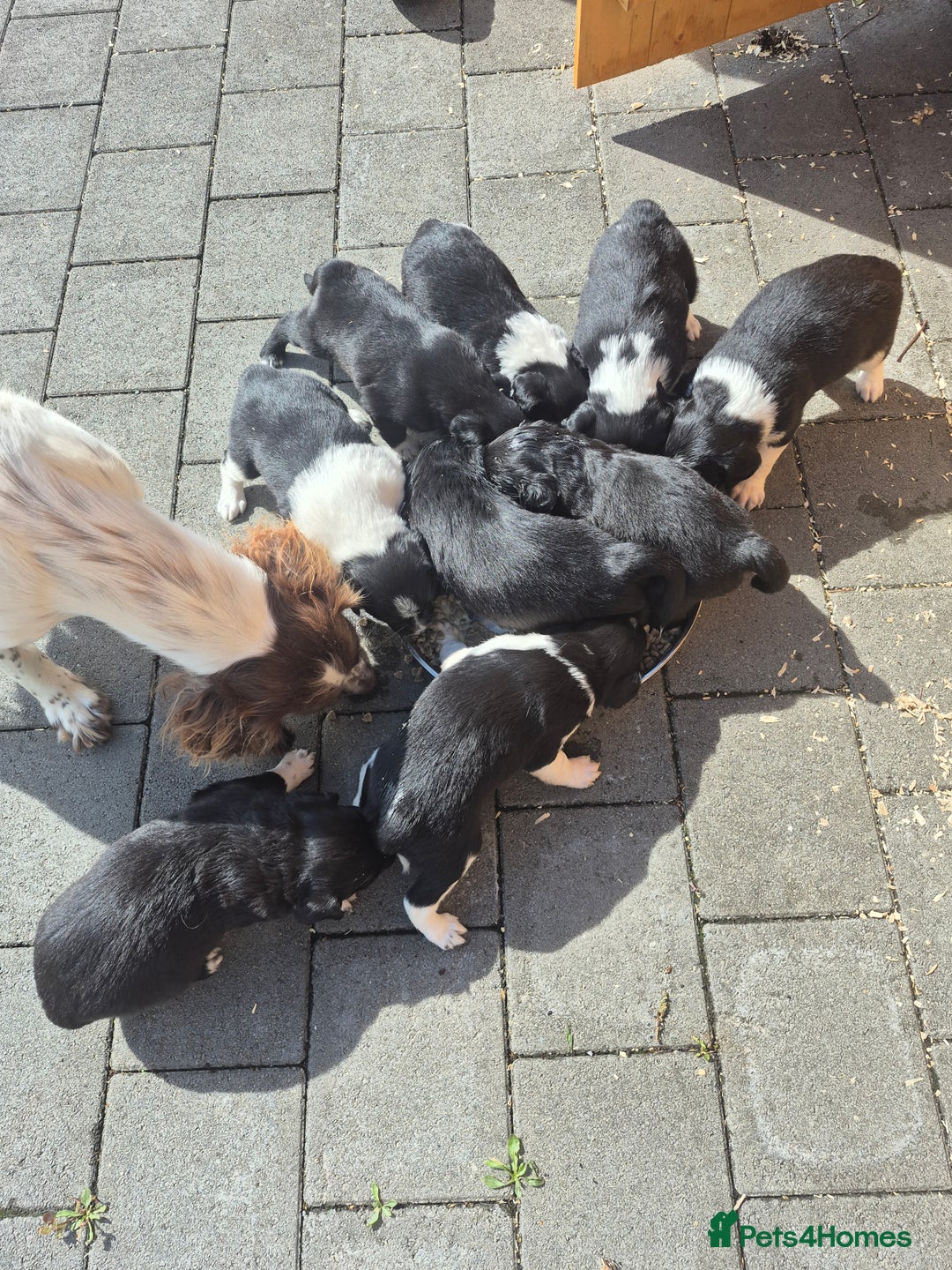 Mixed Breed dogs for sale: Beautiful sprollie puppies  - Image 14