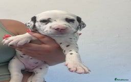 Dalmatian dogs for sale: 🐶 Stunning Dalmatian Puppies Ready 28th August 🐶 - Image 5