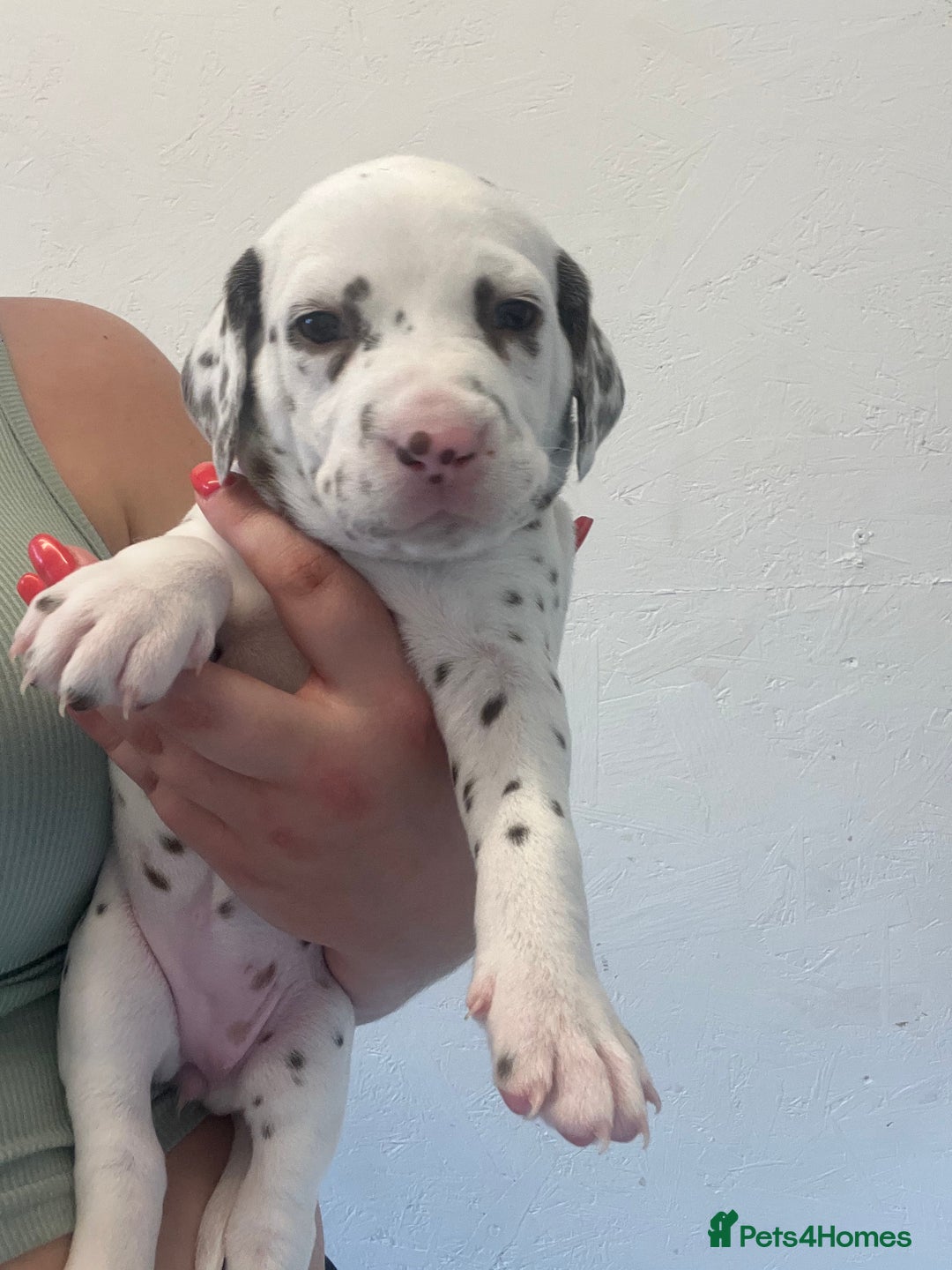 Dalmatian dogs for sale: 🐶 Stunning Dalmatian Puppies Ready 28th August 🐶 - Image 5