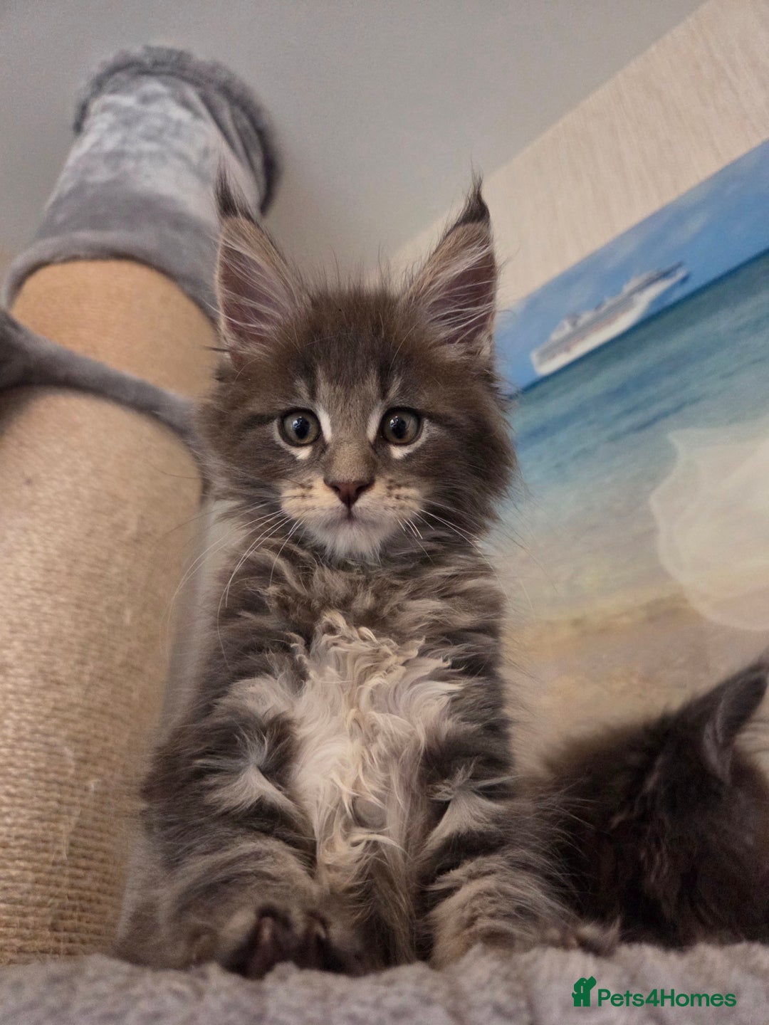 Maine Coon cats for sale: TICA REGISTERED MAINE COON KITTENS - Image 16
