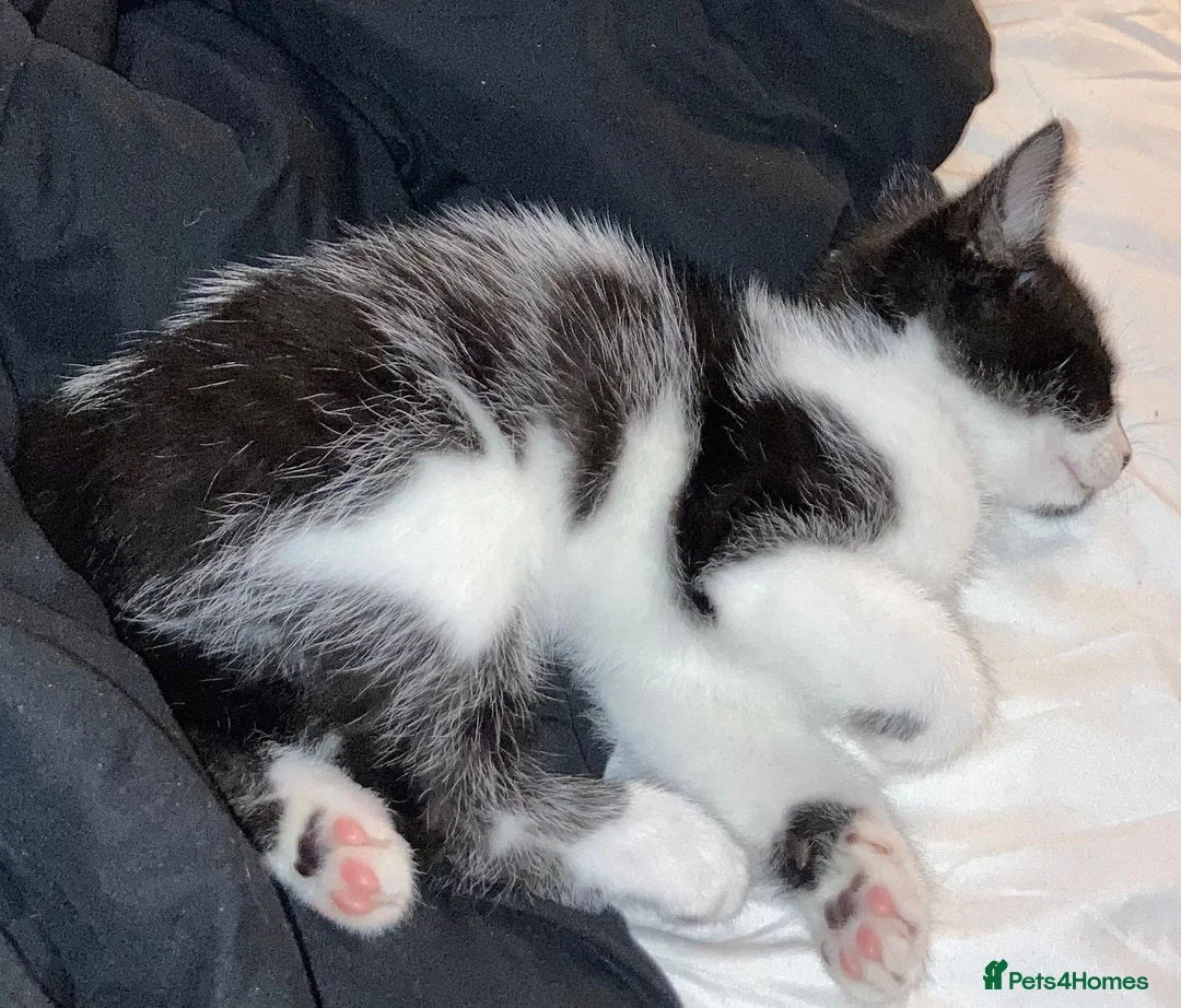 British Shorthair cats for sale: Affectionate male young cat - Advert 4