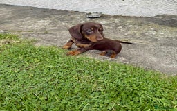 Miniature Dachshund dogs for sale: *READY NOW! 2 STUNNING KC REG MINI DACHSHUND BOYS* - Image 25