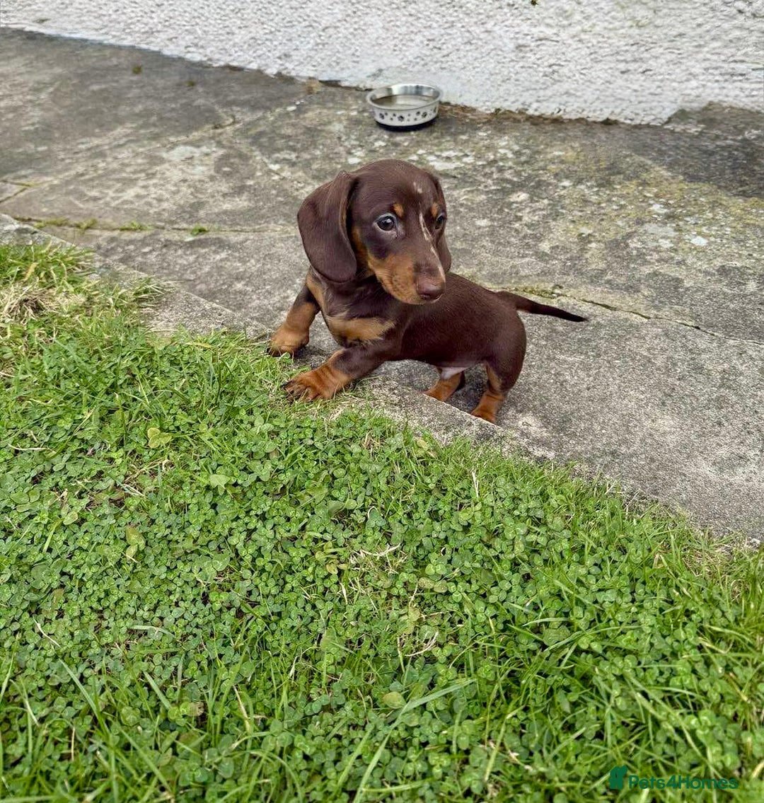 Miniature Dachshund dogs for sale: *READY NOW! 2 STUNNING KC REG MINI DACHSHUND BOYS* - Image 25