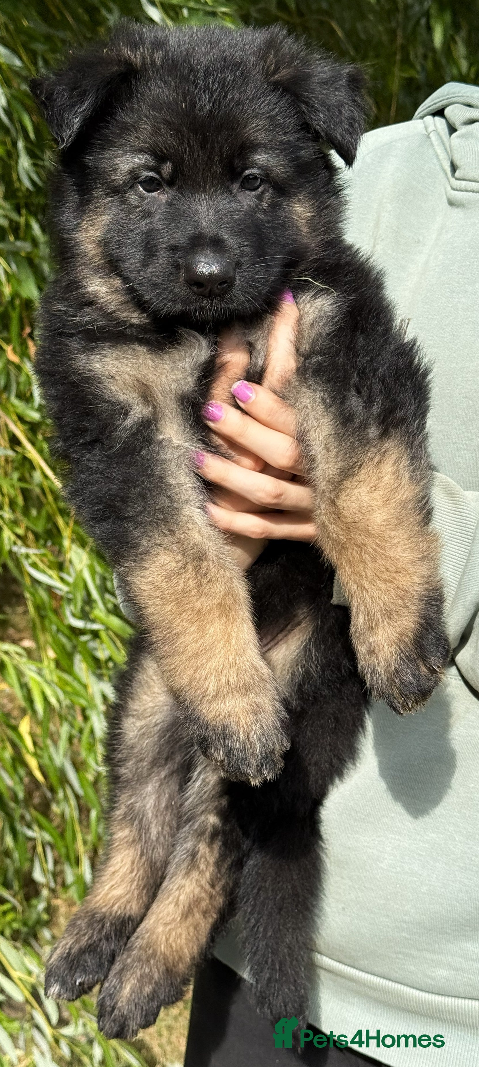 German Shepherd dogs Quality Longcoat Pups With Health tested Parents  - Advert 2