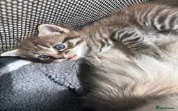 Ragdoll cats for sale: Beautiful cross ragdoll kittens  - Image 8