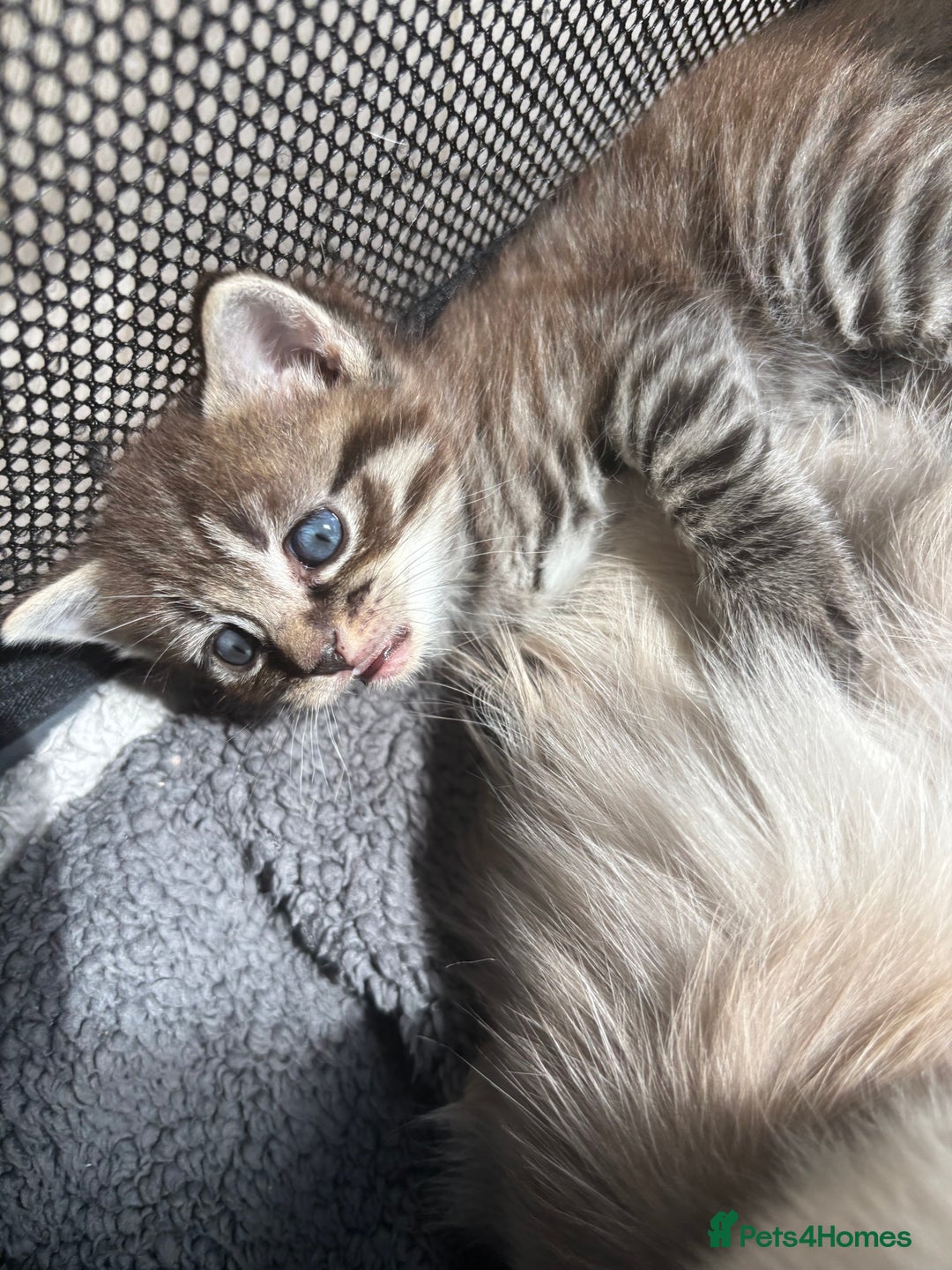 Ragdoll cats for sale: Beautiful cross ragdoll kittens  - Image 8