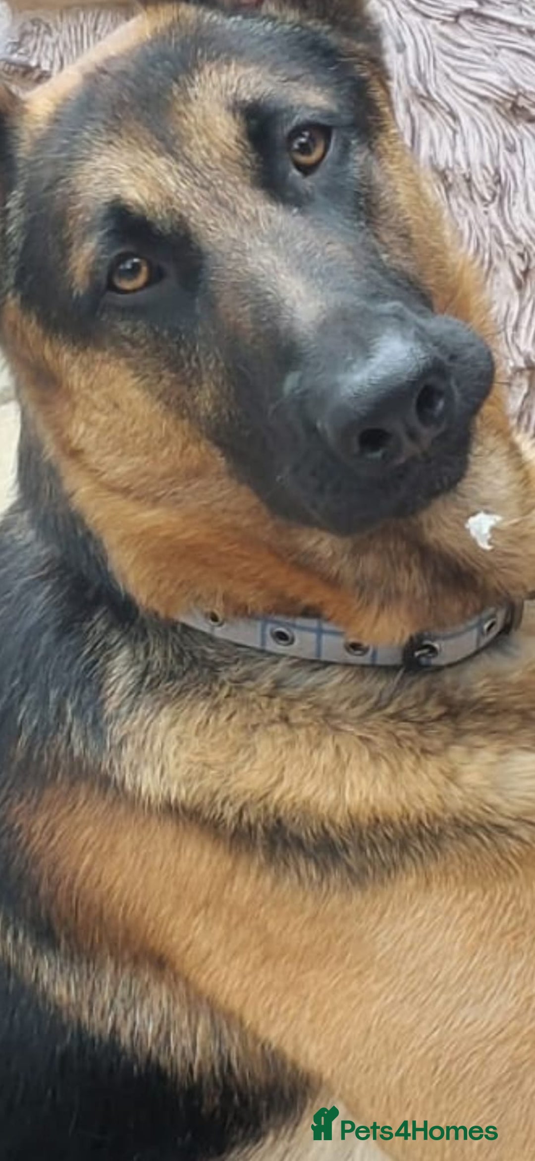 German Shepherd dogs for sale: German shepherd  - Image 1