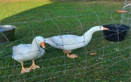 Geese poultry for sale: Pilgrim goslings - Image 4