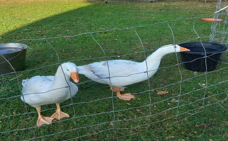 Geese poultry - Advert 3