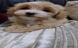 Maltipoo dogs for sale: Wait List Open F1 Genuine Toy Maltipoo - Image 20