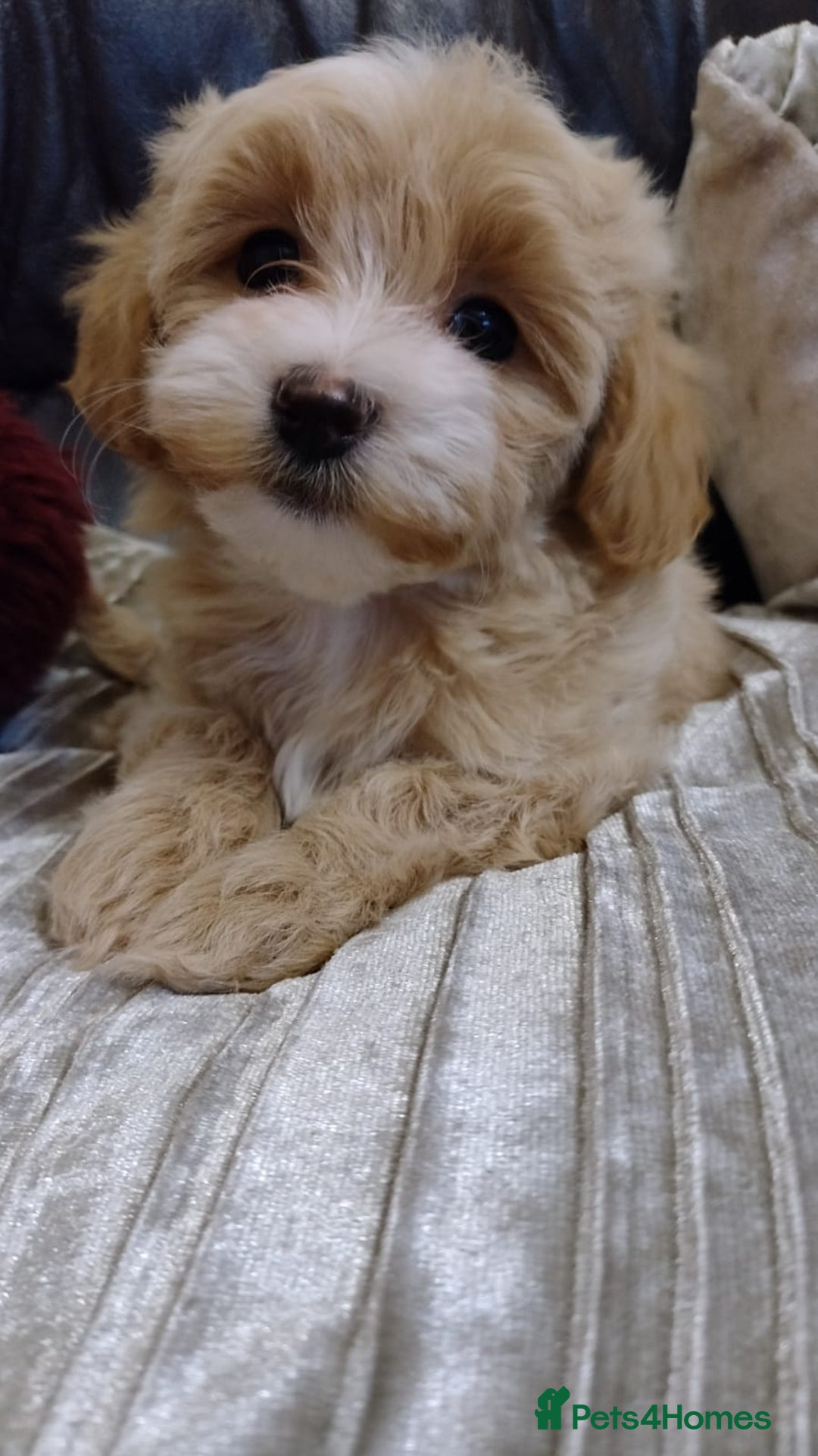 Maltipoo dogs for sale: Wait List Open F1 Genuine Toy Maltipoo - Image 20