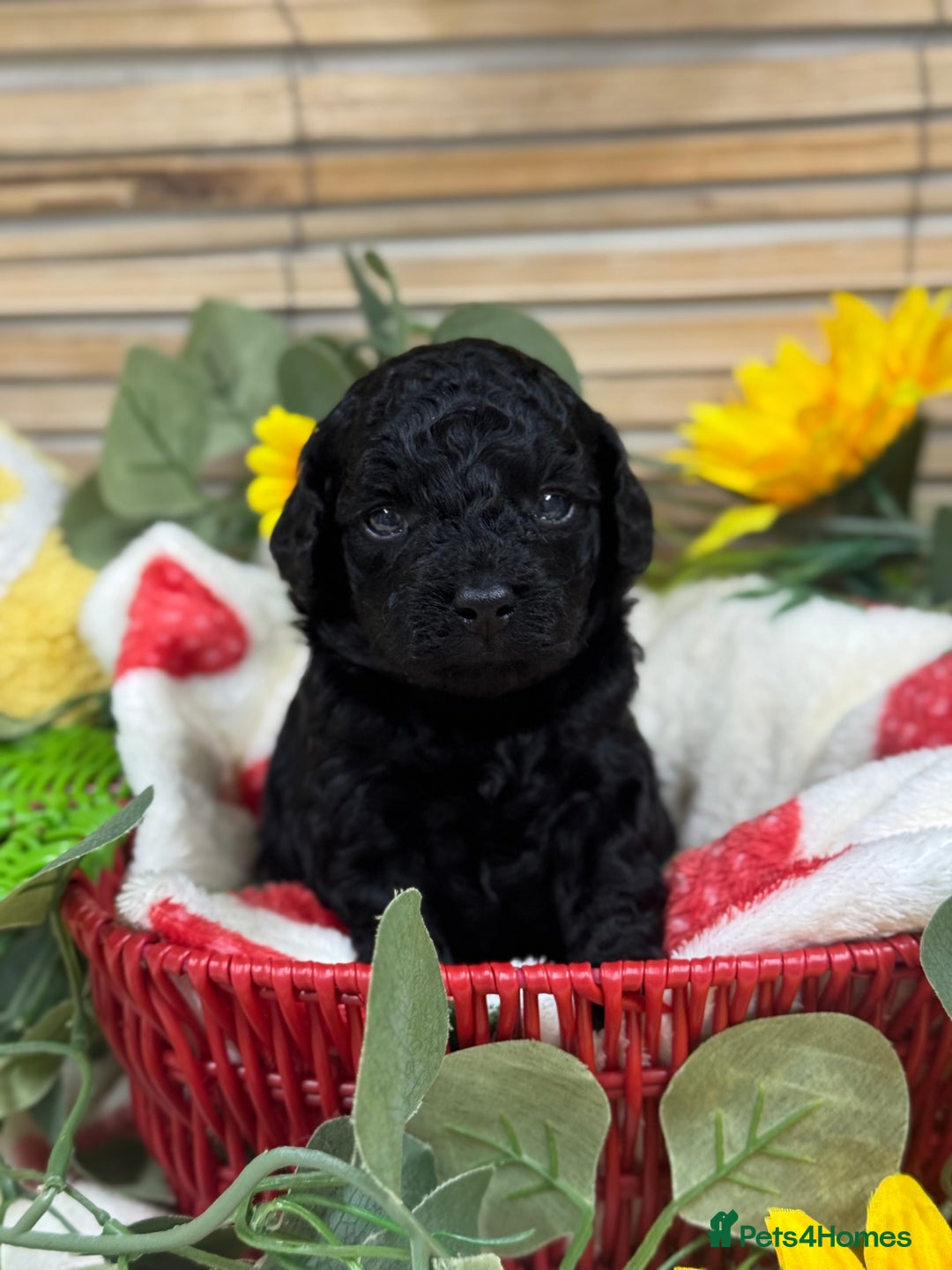 Toy Poodle dogs for sale: 🍇🐩 Last Girl Available 🐩🍇 - KC Toy Poodles 🐩✨ - Image 2