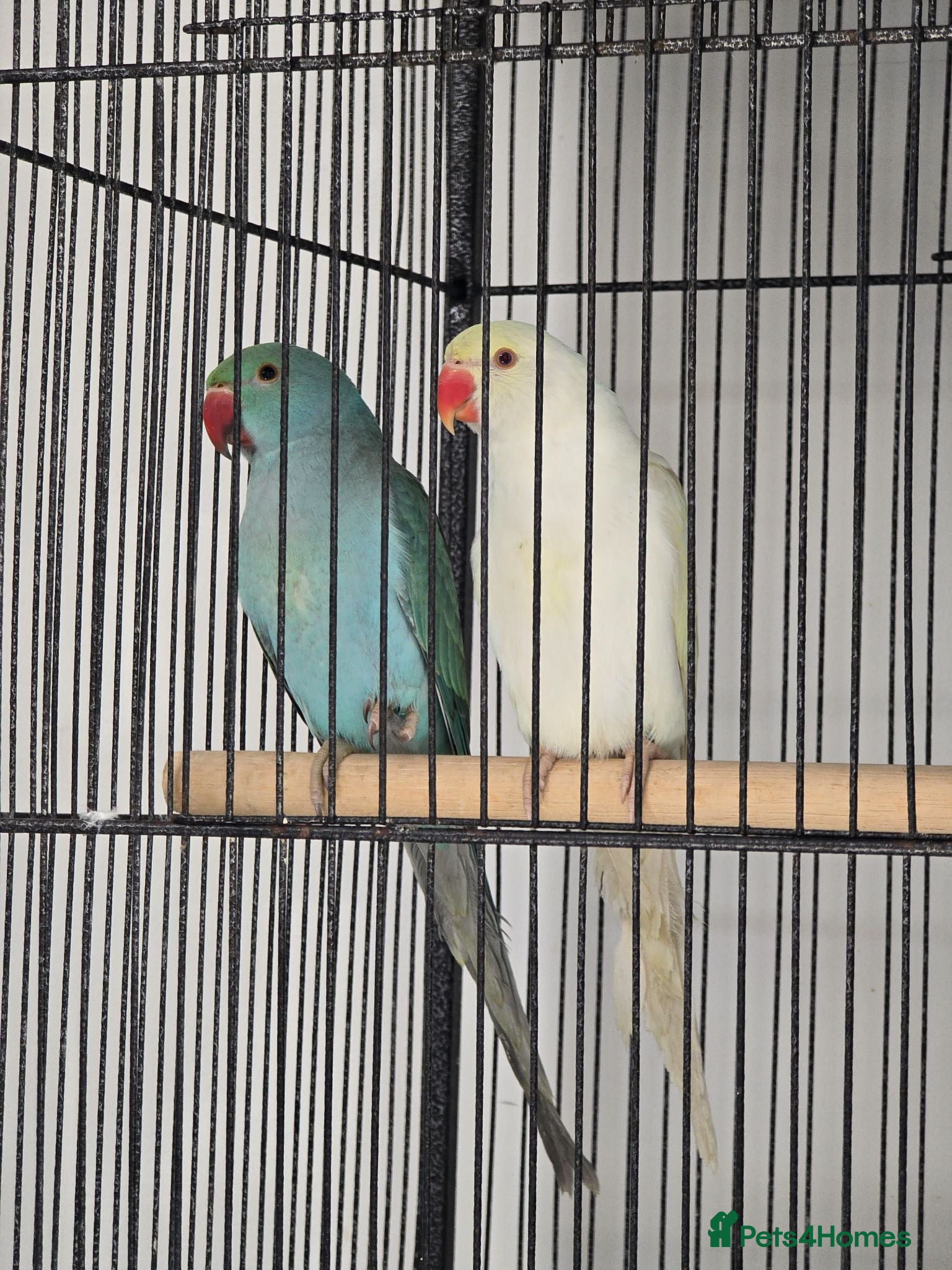 Ringnecks birds Baby Ringnecks 2x available  - Advert 12