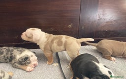 Olde English Bulldogge dogs for sale: Old English bulldog puppies - Image 29
