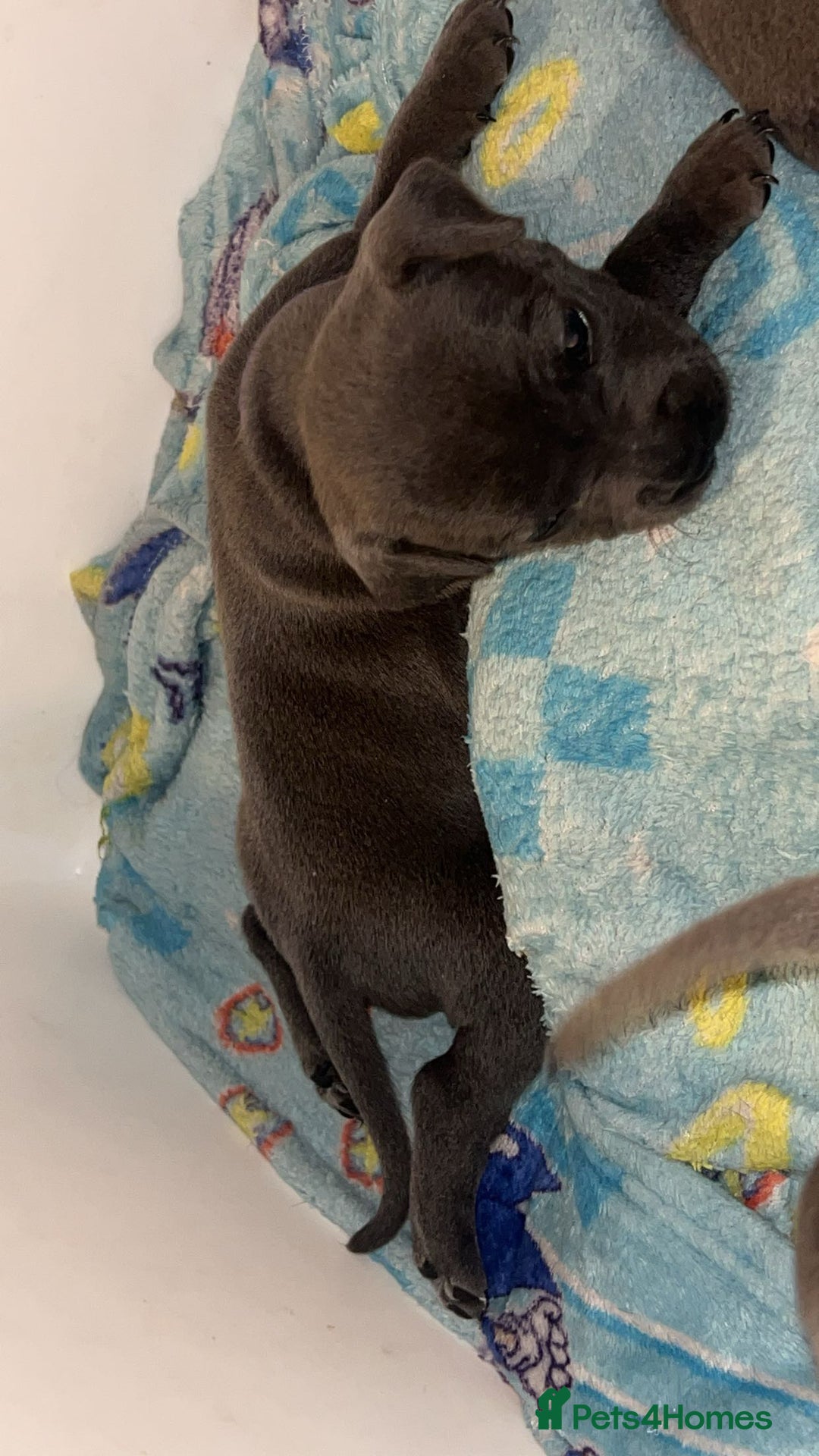 Staffordshire Bull Terrier dogs for sale: Beautiful blue staff puppies  - Image 30