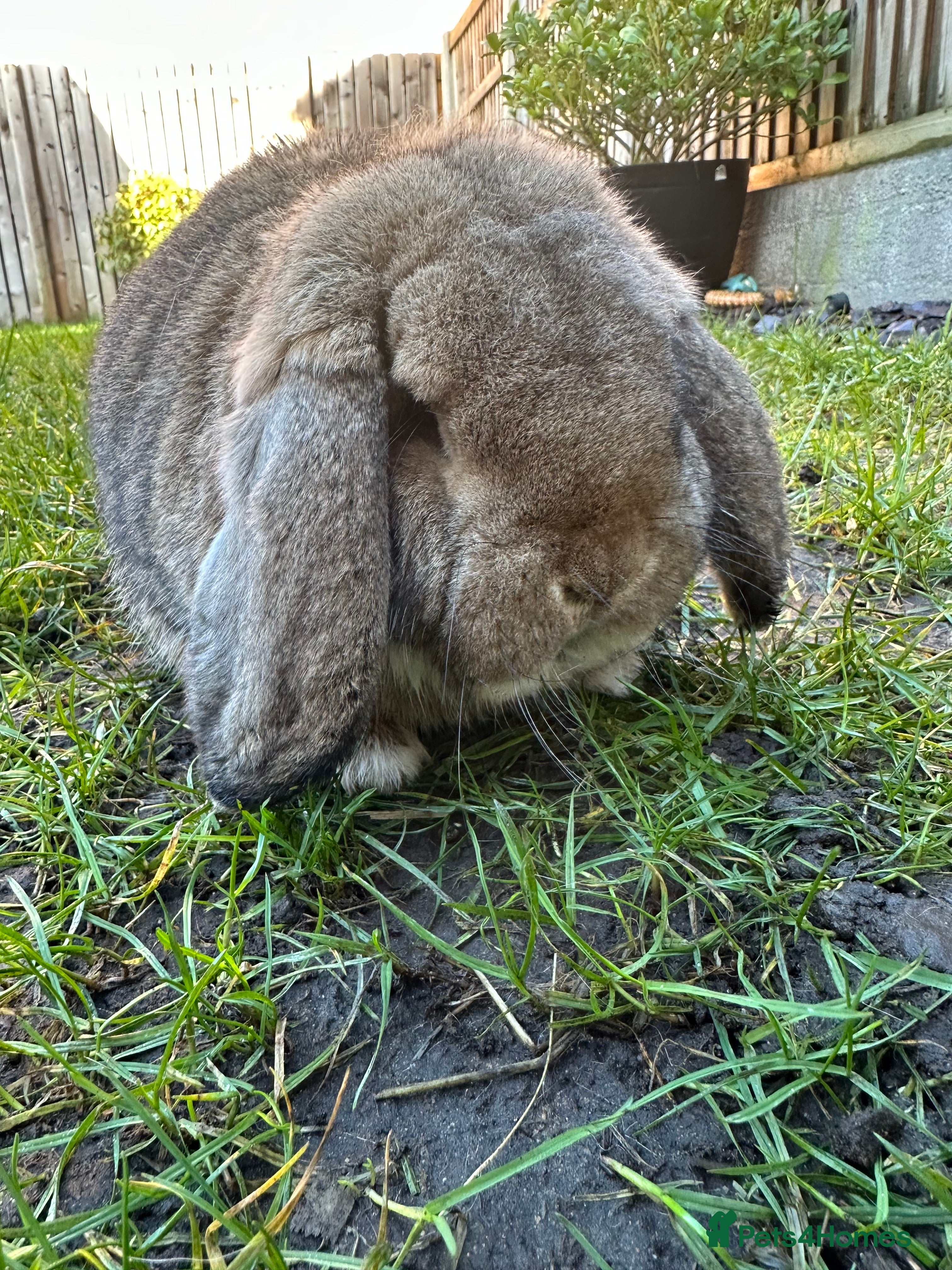 French Lop rabbits Beautiful French Lop Rabbits For Sale  - Advert 2