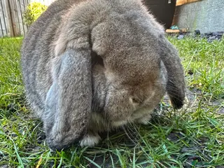 French Lop rabbits Beautiful French Lop Rabbits For Sale - Advert 2