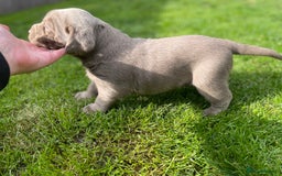Labrador Retriever dogs for sale: Stunning kc silver Labradors  - Image 11