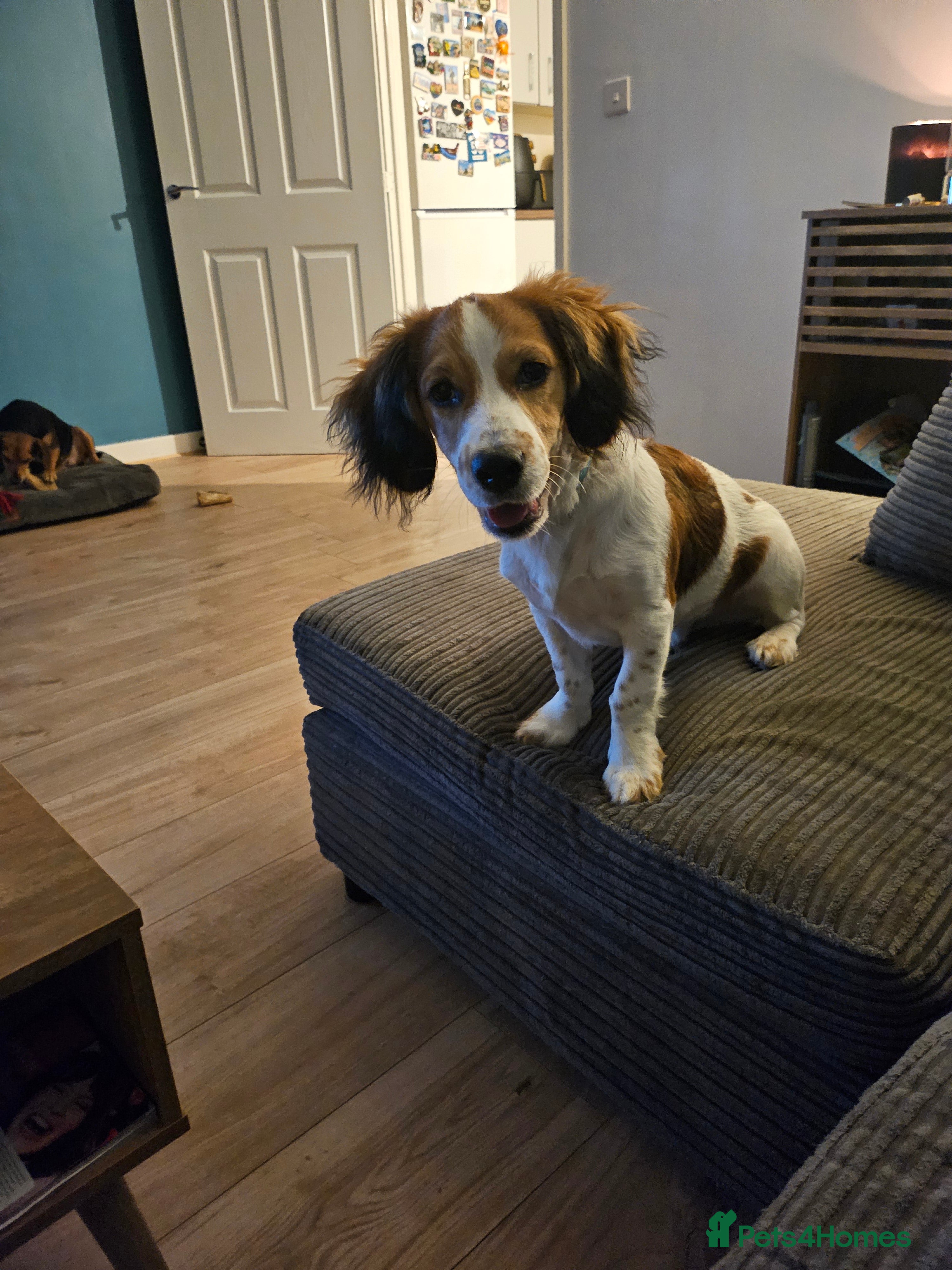 Mixed Breed dogs Woody for sale - Advert 7