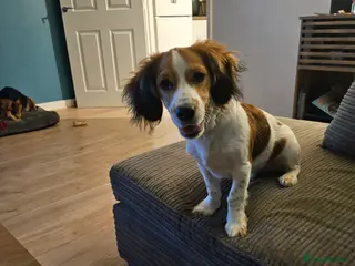 Mixed Breed dogs Woody for sale - Advert 13