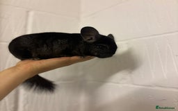 Chinchilla rodents for sale: Cuddly Baby Chinchillas!  - Image 4