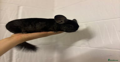 Chinchilla rodents - Advert 8
