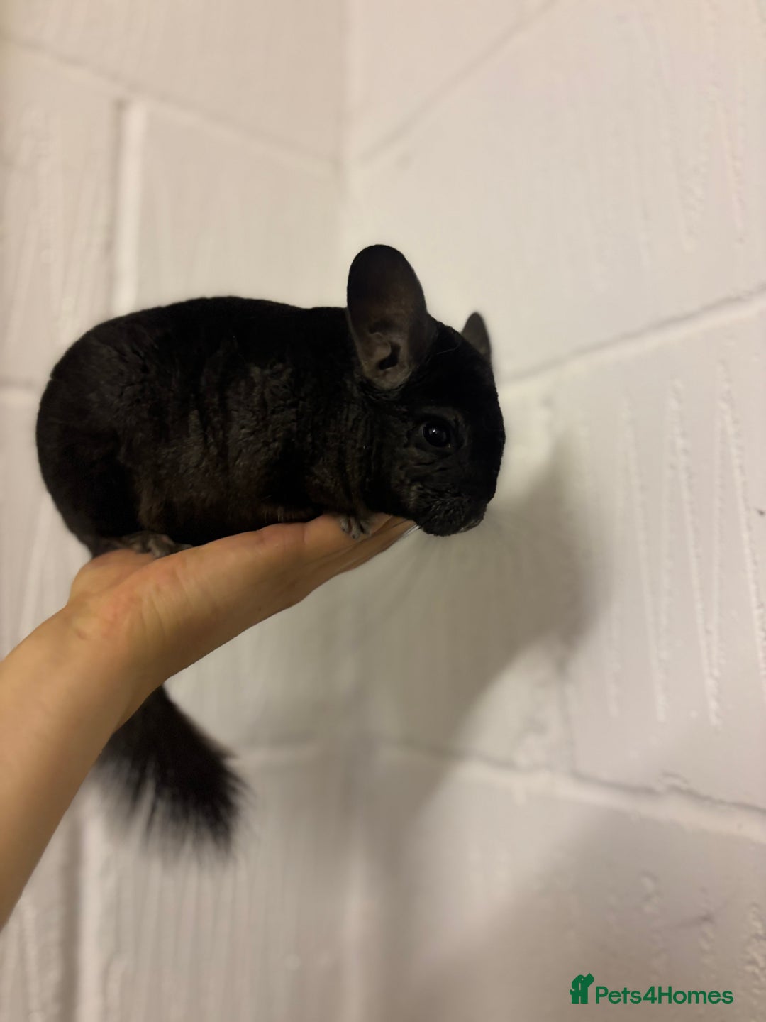 Chinchilla rodents for sale: Cuddly Baby Chinchillas!  - Image 4