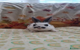 Rex rabbits for sale: Beautiful Rex Rabbits  - Image 1