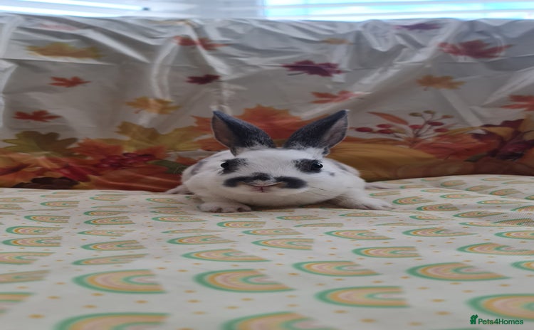 Rex rabbits - Advert 1