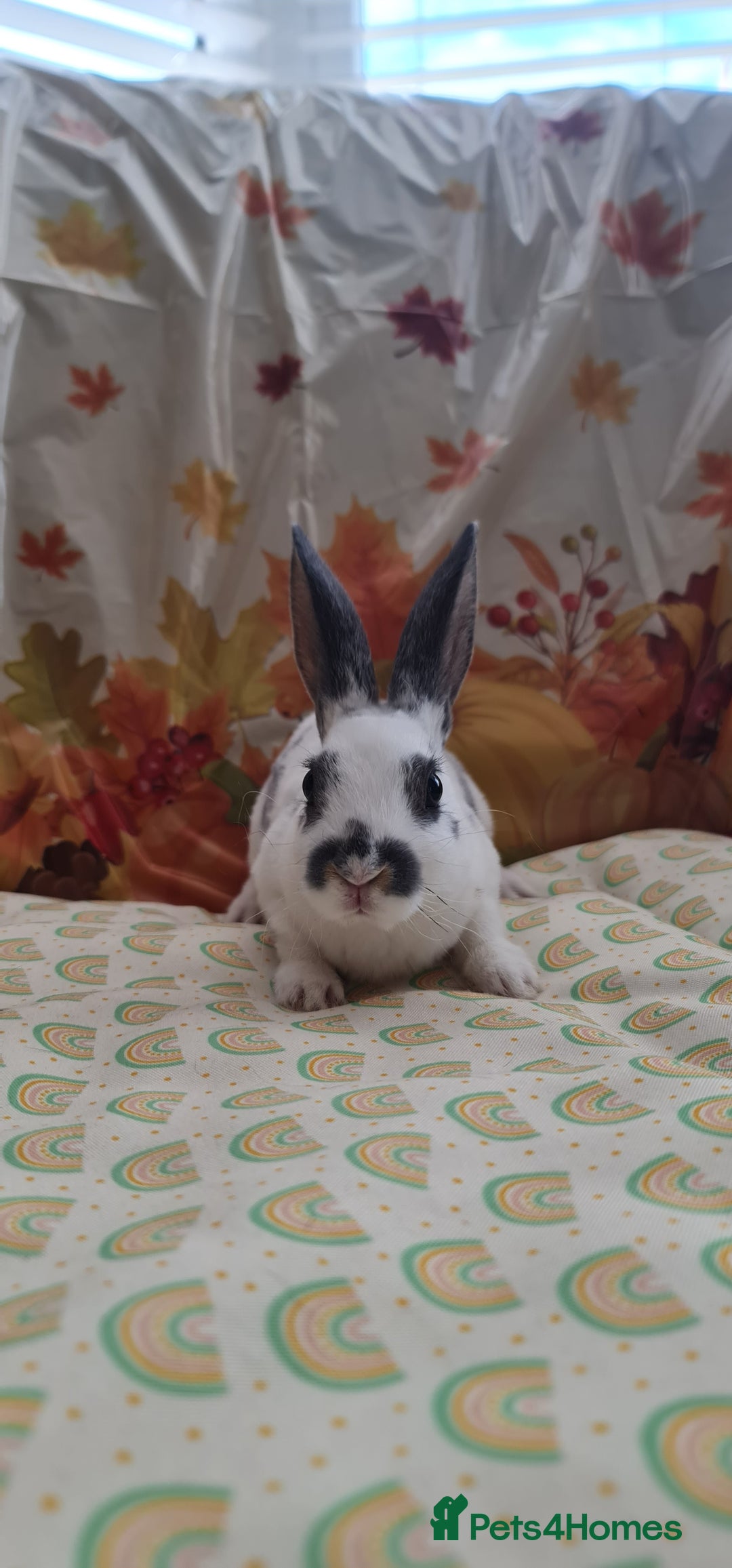 Rex rabbits for sale: Beautiful Rex Rabbits  - Image 1