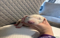 English Bull Terrier dogs for sale: Champion Bloodline English Bull Terrier Puppies  - Image 17