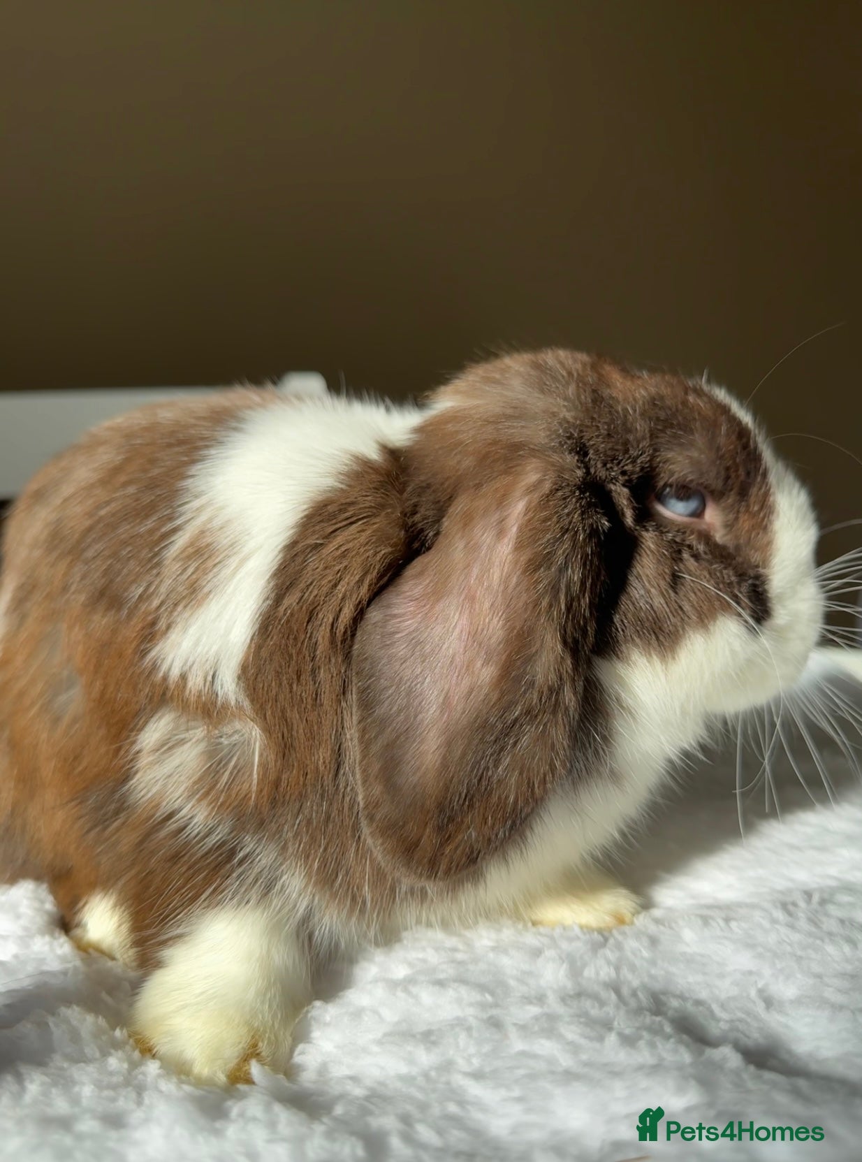 Mini Lop rabbits Doe mini lop (Pet only) ✨ - Advert 11