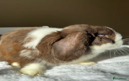 Mini Lop rabbits for sale: Doe mini lop (Pet only) ✨ - Advert 1