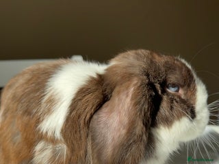 Mini Lop rabbits Doe mini lop (Pet only) ✨ - Advert 11