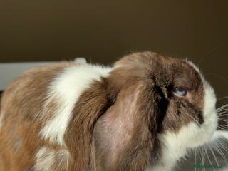 Mini Lop rabbits 🩷 Mini Lop Doe 🩷 - Advert 7