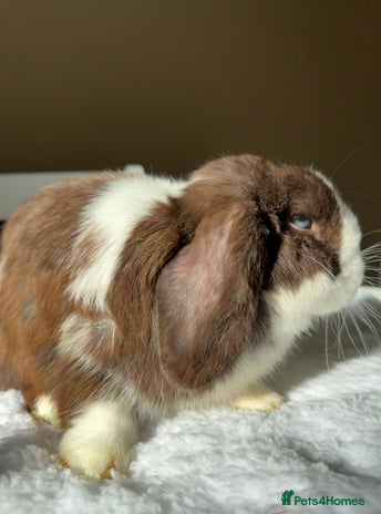 Mini Lop rabbits Doe mini lop (Pet only) ✨ - Advert 1