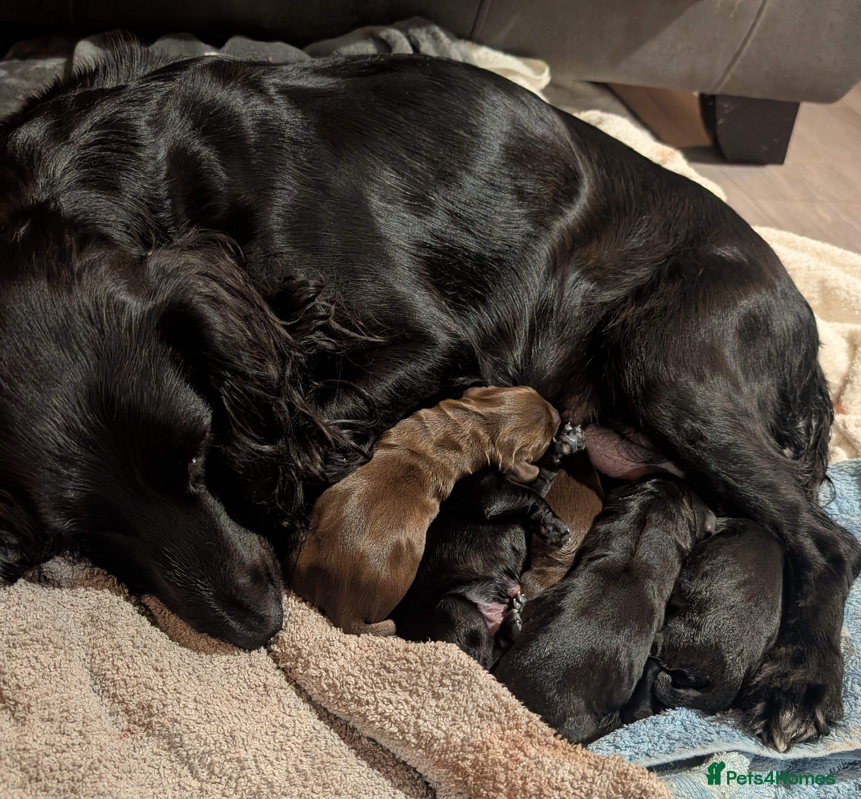 Cocker Spaniel dogs Gorgeous pups needing a forever home!  - Advert 9