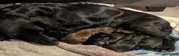 Cocker Spaniel dogs for sale: Gorgeous pups needing a forever home!  in Royston - Advert 1