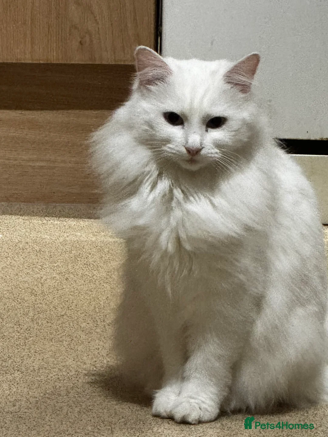 Turkish Angora cats for sale: Beautiful Female Turkish Angora – Indoor Only - Advert 2