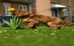 Cavapoo dogs for sale: Health tested cavapoo puppy’s  - Image 20