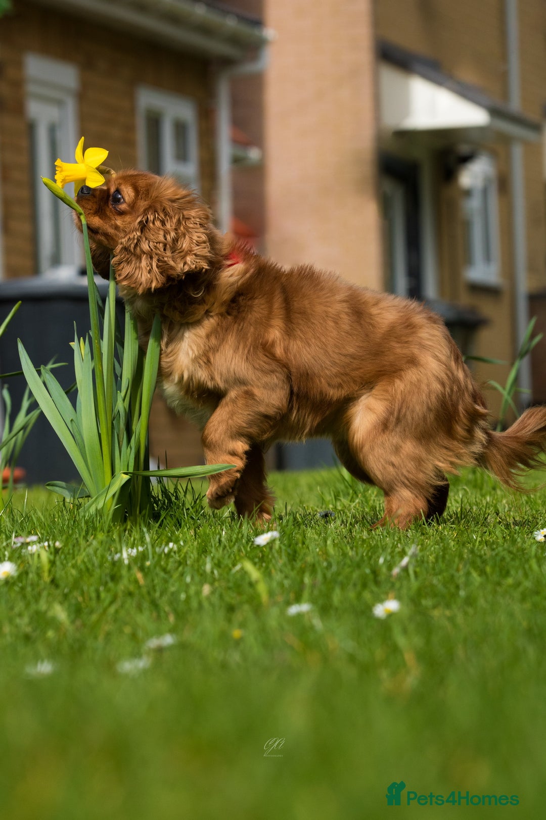 Cavapoo dogs for sale: Health tested cavapoo puppy’s  - Image 20