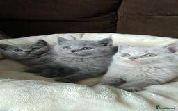 British Shorthair cats for sale: British shorthairs kittens with GCCF pedigree in Taunton - Image 3