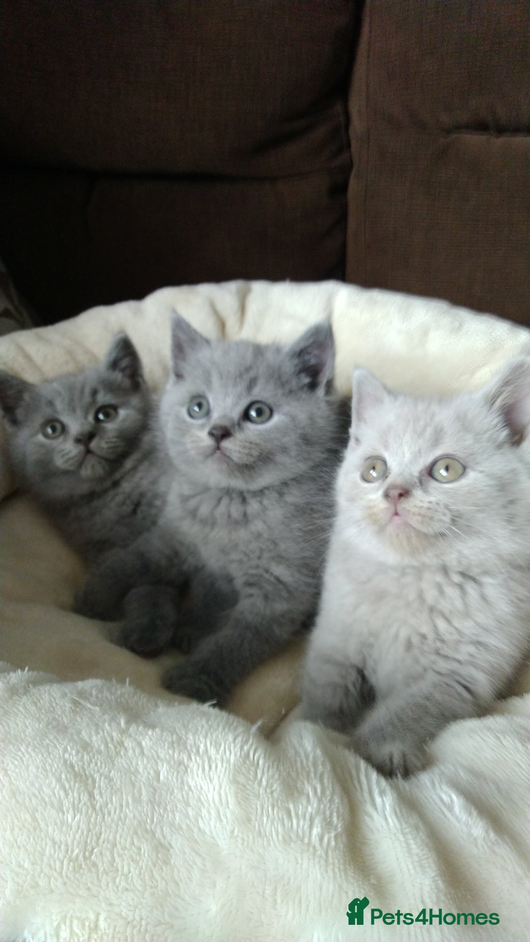British Shorthair cats for sale: British shorthairs kittens with GCCF pedigree in Taunton - Image 3