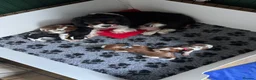 Cavalier King Charles Spaniel dogs for sale: KC Cavalier King Charles DNA 5* licensed home bred - Advert 3